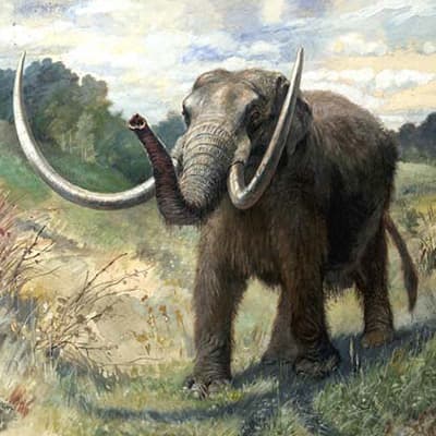 illustration of a mastodon in a field